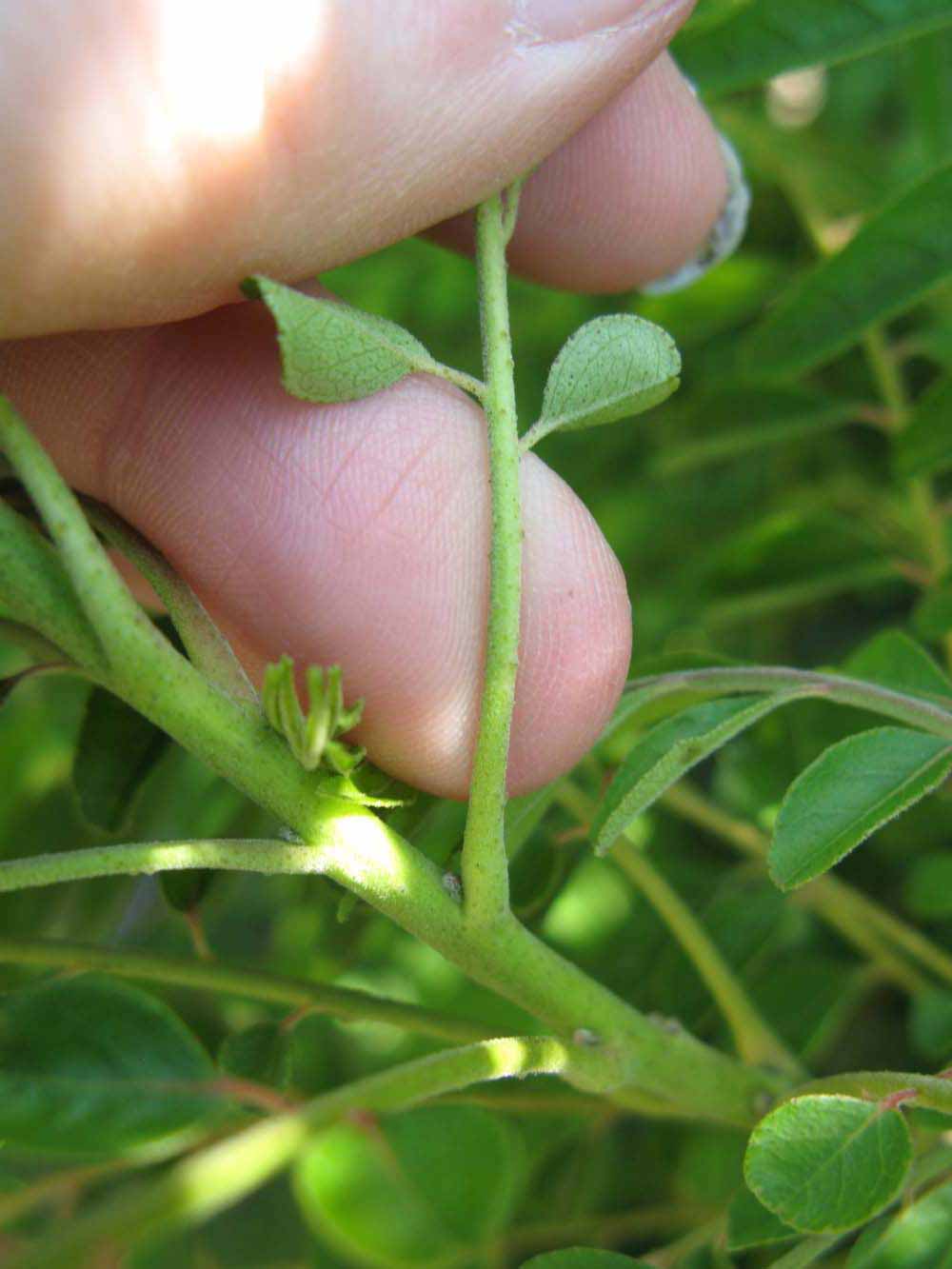              Petiole (Winter Haven, FL)       